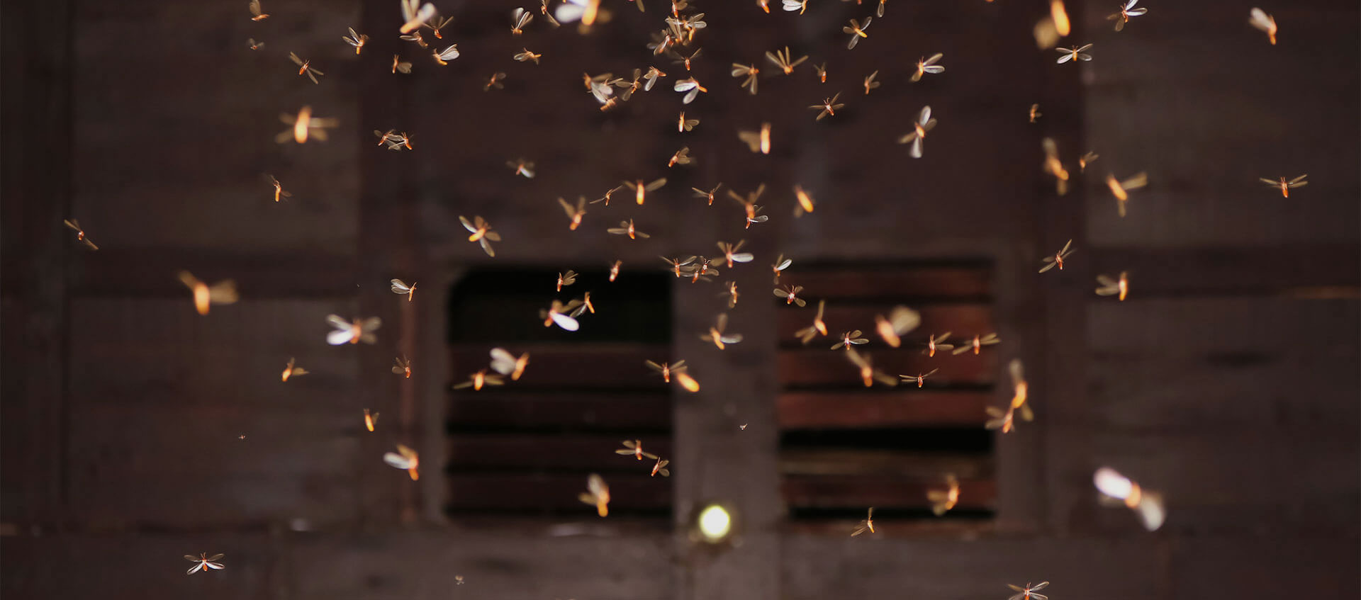 Bed Bug Treatment